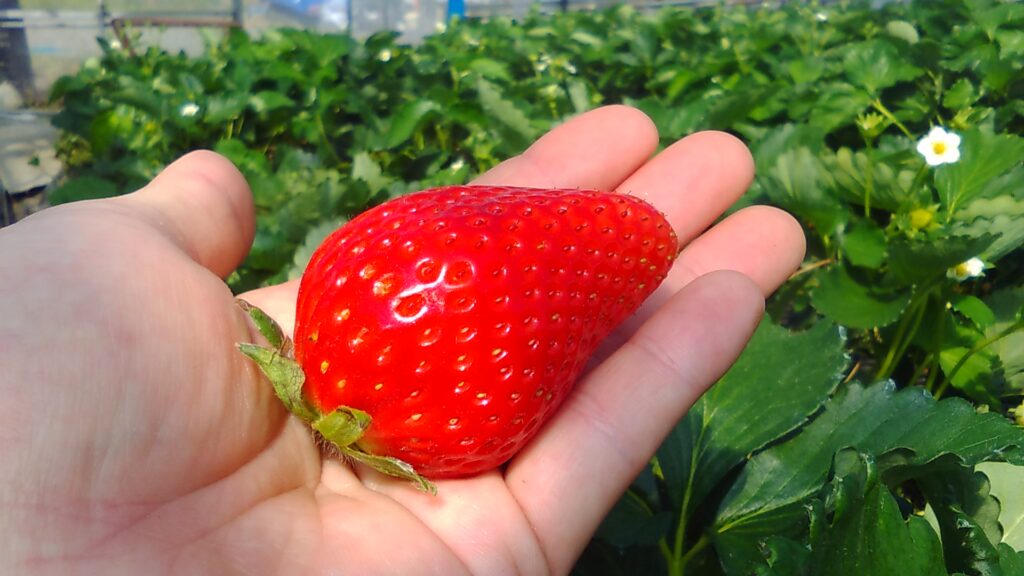 Berry Good farm3