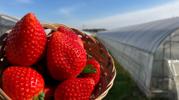 Berry Good farm の「原宿ベリー」が「銅賞」を受賞！